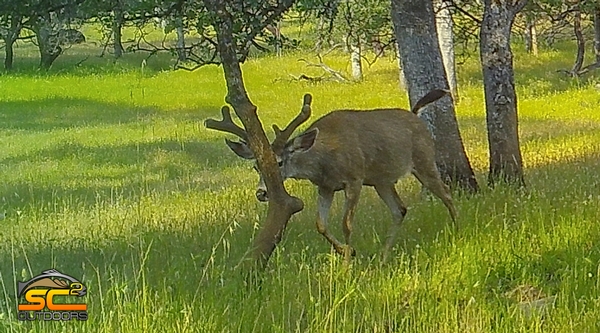 SC2 Outdoors 2018 California Rifle Deer Hunts | SOLD OUT 